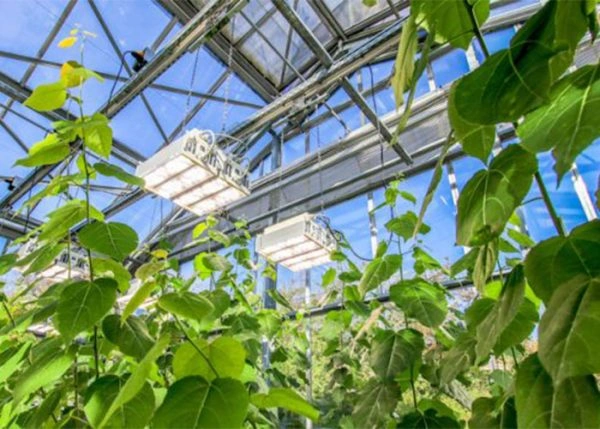 Why Are Hydroponic Plants for Sale Going Viral in 2026