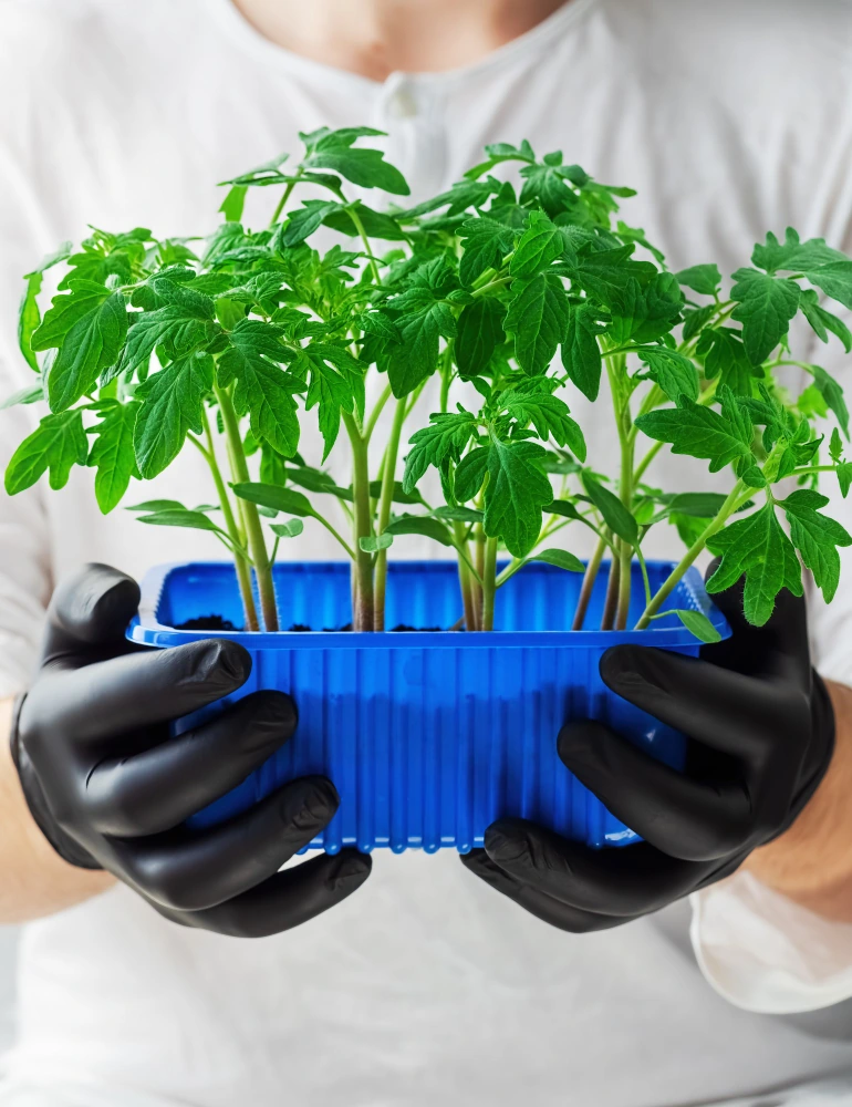 Using Grow Lights for Tomatoes 2