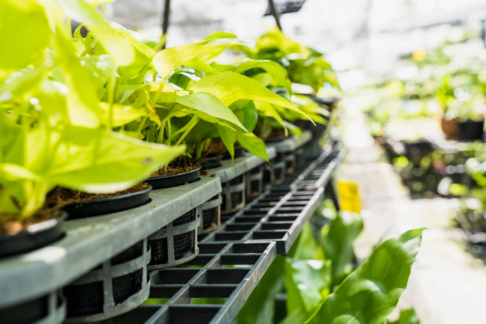 Vertical Hydroponics 5