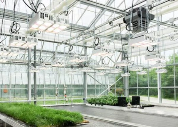 Lámparas LED de cultivo de 720 W frente a 800 W: PPF, carga térmica y cobertura del dosel