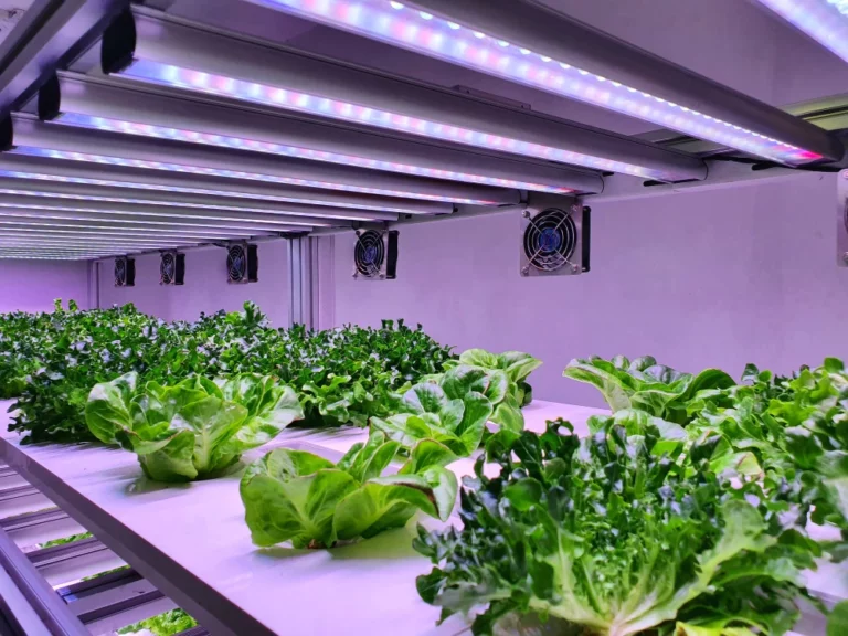 Cómo interpretar un mapa PPFD antes de elegir una luz LED para cultivo